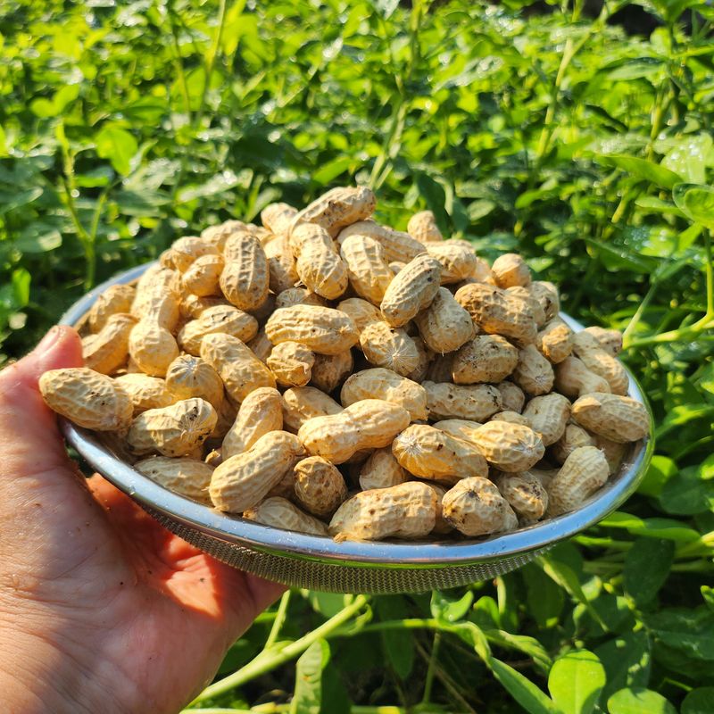 약초를사랑한짱아줌마님의 장터 판매 상품 [국산 토종 흰알땅콩 1kg(껍질없음)] 첨부 사진