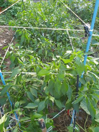 서봉열님의 자유주제 · 자유게시판 작성글 사진