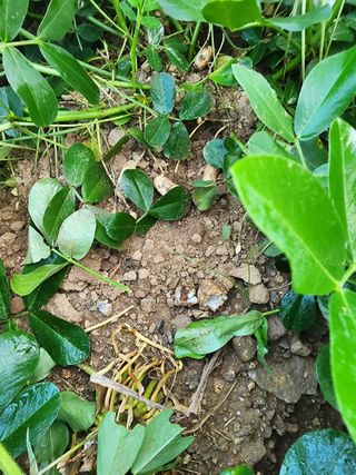 그린팜님의 농사, 무엇이든 물어보세요! · 참여글 작성글 사진