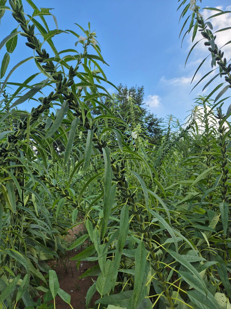김연숙님의 장터 판매 상품 [백장군참깨 1kg] 첨부 사진