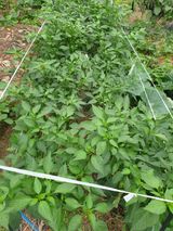 팜모닝 자유주제·자유게시판 게시글 이미지