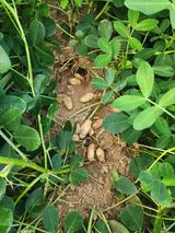 팜모닝 농사, 무엇이든 물어보세요!·참여글 게시글 이미지