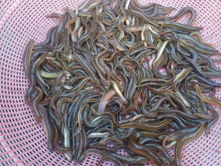 이름장인순님의 자유주제 · 자유게시판 작성글 사진