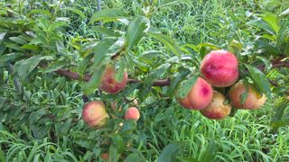 상촌농장 영가이버님의 자유주제 · 자유게시판 작성글 사진