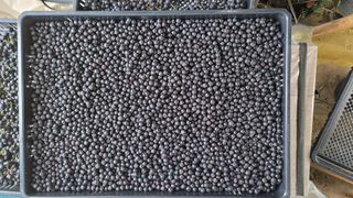 신선고을농원님의 자유주제 · 자유게시판 작성글 사진