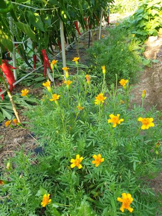 서봉열님의 자유주제 · 자유게시판 작성글 사진