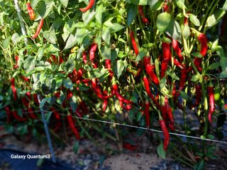 이창우님의 자유주제 · 자유게시판 작성글 사진