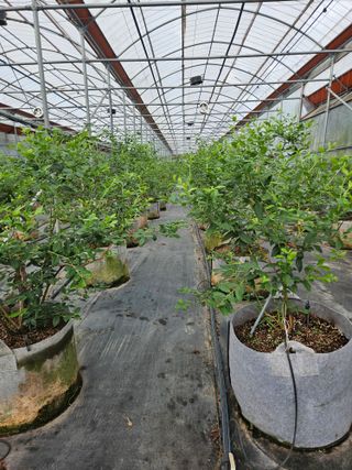 제주 지안이네농장님의 자유주제 · 자유게시판 작성글 사진