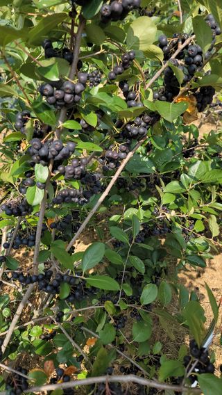 신선고을농원님의 자유주제 · 자유게시판 작성글 사진