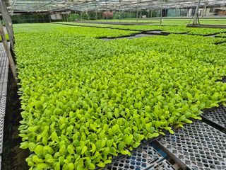 청운농원육묘장님의 자유주제 · 자유게시판 작성글 사진