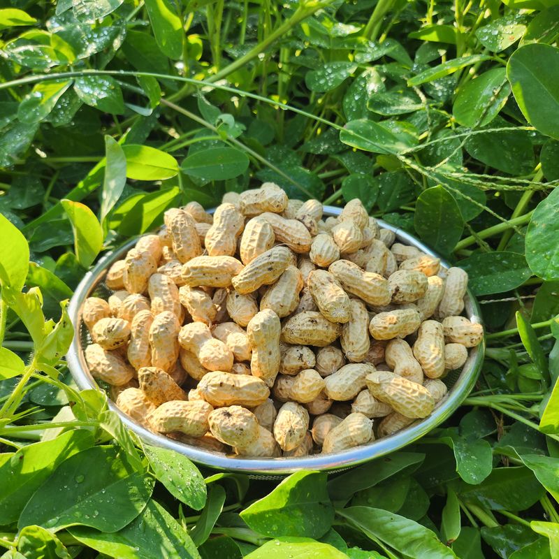 약초를사랑한짱아줌마님의 장터 판매 상품 [국산 토종 흰알땅콩 1kg(껍질없음)] 첨부 사진