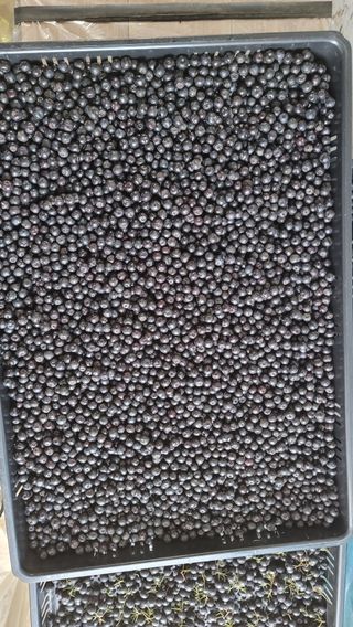 신선고을농원님의 자유주제 · 자유게시판 작성글 사진