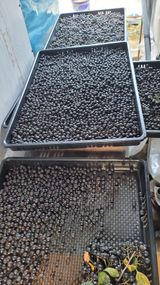 팜모닝 자유주제·자유게시판 게시글 이미지