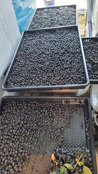 신선고을농원님의 자유주제 · 자유게시판 작성글 사진