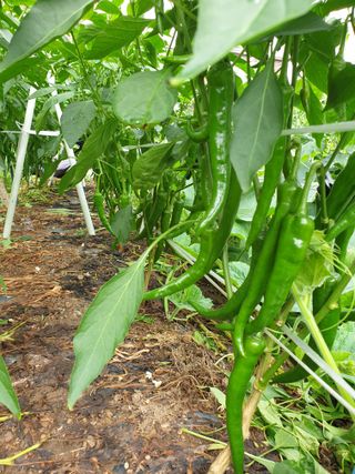 서봉열님의 자유주제 · 자유게시판 작성글 사진