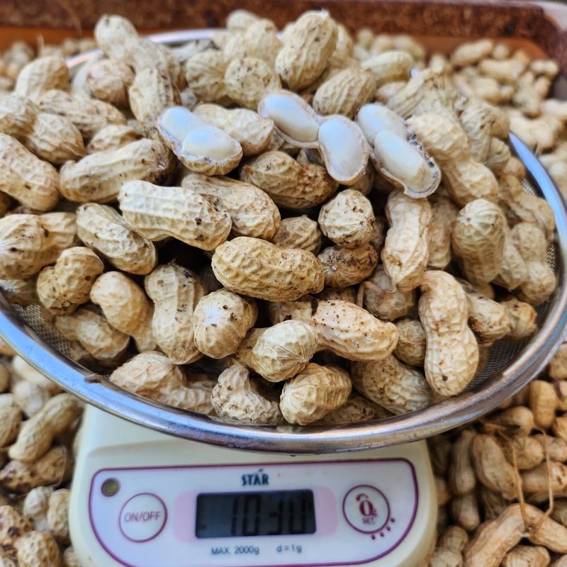 약초를사랑한짱아줌마님의 장터 판매 상품 [국산 토종 흰알땅콩 1kg(껍질없음)] 첨부 사진