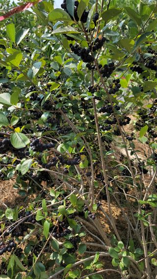 신선고을농원님의 자유주제 · 자유게시판 작성글 사진