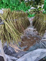 팜모닝 자유주제·자유게시판 게시글 이미지