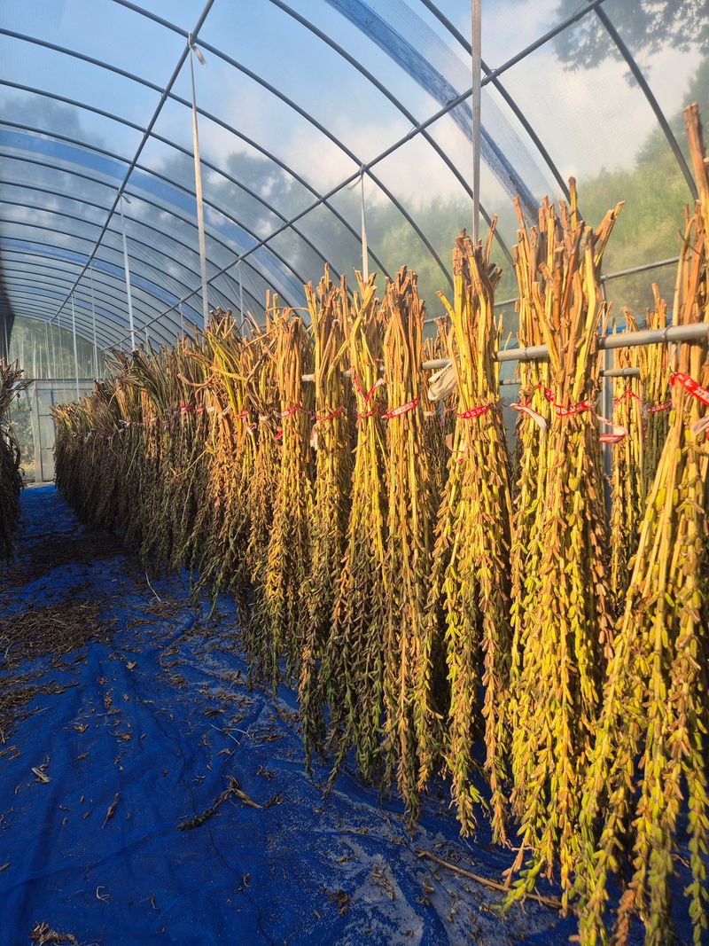 장터 상품 [백장군참깨 1kg] 썸네일