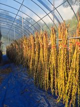 팜모닝 · 게시글 이미지