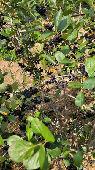 신선고을농원님의 자유주제 · 자유게시판 작성글 사진