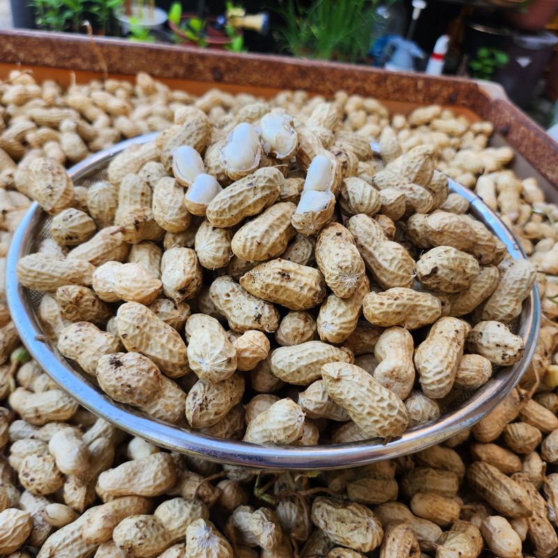 약초를사랑한짱아줌마님의 장터 판매 상품 [국산 토종 흰알땅콩 1kg(껍질없음)] 첨부 사진