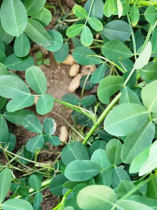 그린팜님의 농사, 무엇이든 물어보세요! · 참여글 작성글 사진