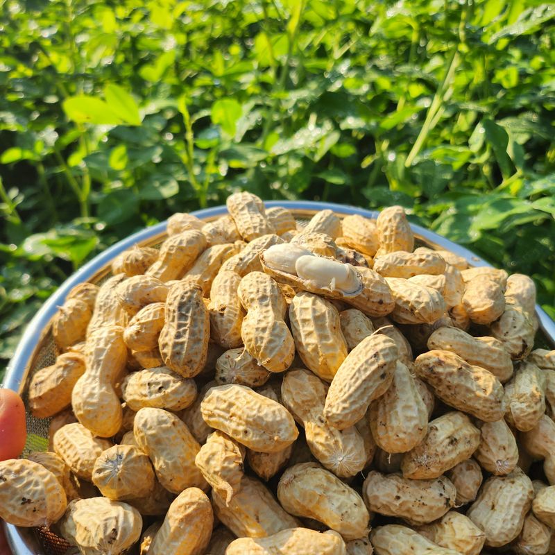 약초를사랑한짱아줌마님의 장터 판매 상품 [국산 토종 흰알땅콩 1kg(껍질없음)] 첨부 사진