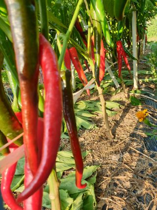 서봉열님의 자유주제 · 자유게시판 작성글 사진