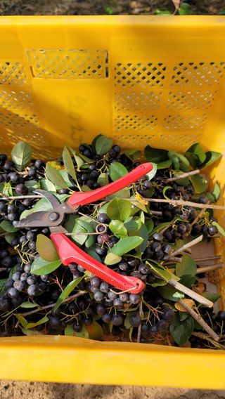 신선고을농원님의 자유주제 · 자유게시판 작성글 사진