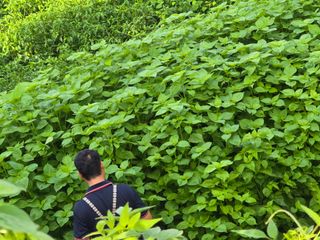 고추농사 정 미라님의 자유주제 · 자유게시판 작성글 사진