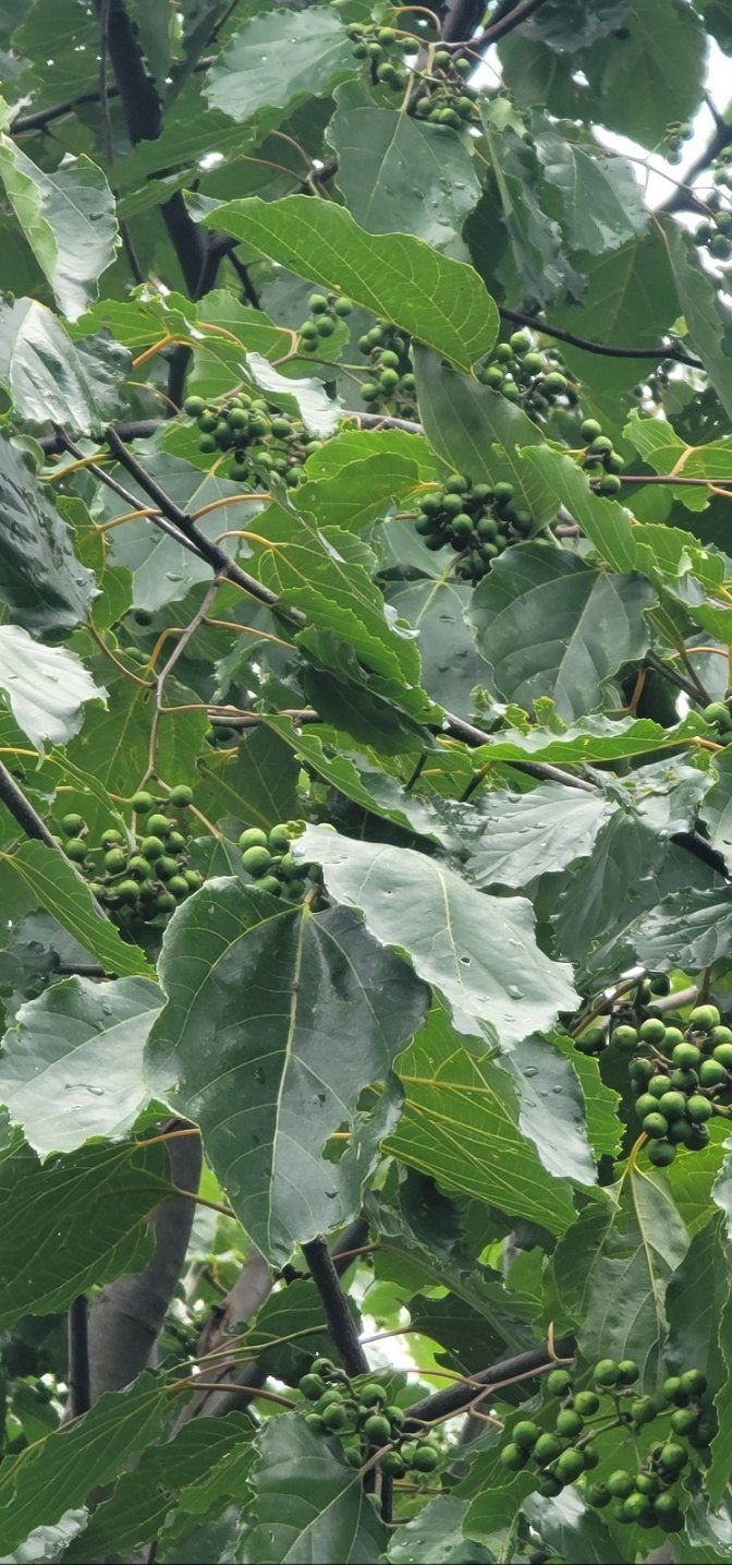 훈짱짱님의 장터 판매 상품 [지구자(헛개나무 열매)즙 100ml/50봉] 첨부 사진