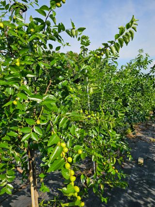 망운천지향토농원님의 자유주제 · 자유게시판 작성글 사진