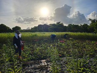 제주님의 참깨 · 자유게시판 작성글 사진