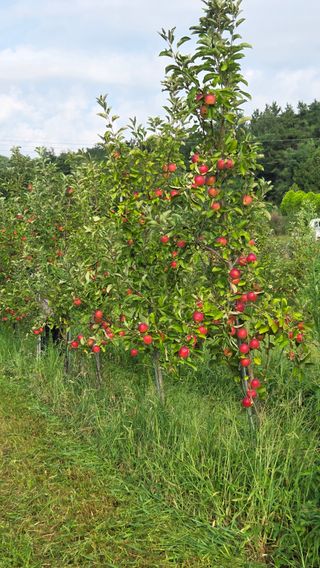 복주농장님의 자유주제 · 자유게시판 작성글 사진