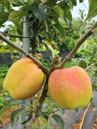 은혜농원(사과농사)님의 자유주제 · 자유게시판 작성글 사진