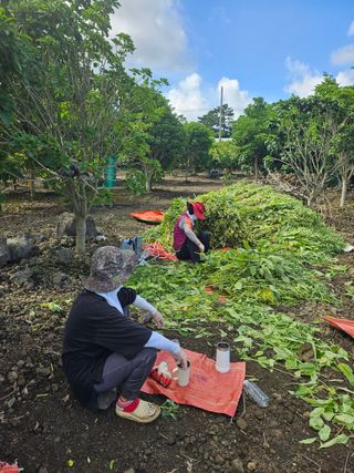 제주님의 참깨 · 자유게시판 작성글 사진