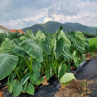 이종권님의 자유주제 · 자유게시판 작성글 사진