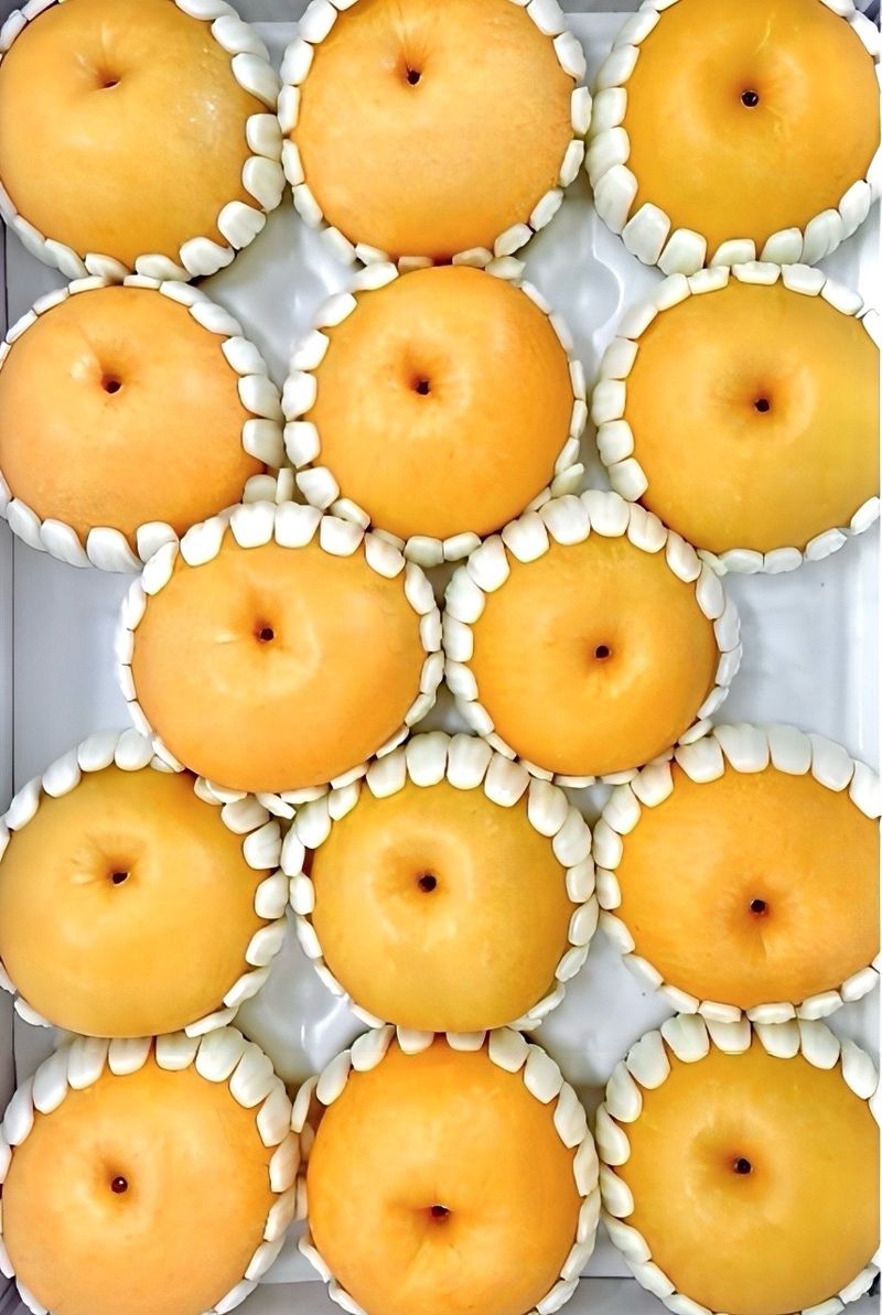 농부손녀님의 장터 판매 상품 [[첫 출하] 아삭달콤한 임금님 햇 원황 배 ] 첨부 사진