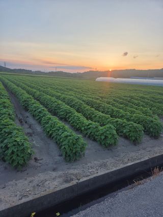 송광만님의 들깨 · 자유게시판 작성글 사진