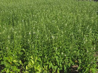 제주님의 참깨 · 자유게시판 작성글 사진