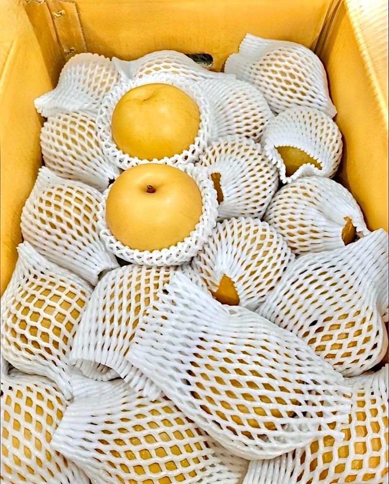 농부손녀님의 장터 판매 상품 [[첫 출하] 아삭달콤한 임금님 햇 원황 배 ] 첨부 사진