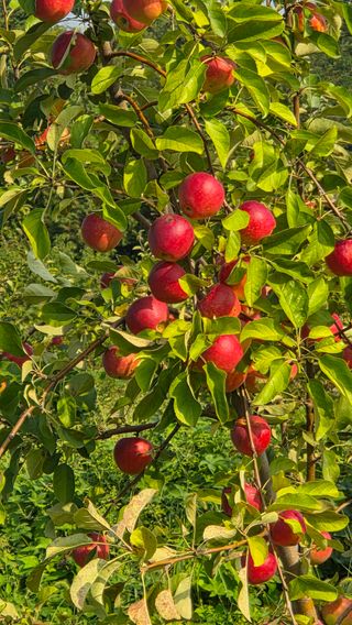 복주농장님의 자유주제 · 자유게시판 작성글 사진