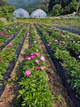 팜모닝 자유주제·자유게시판 게시글 이미지