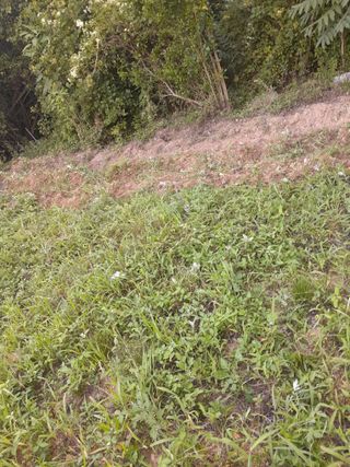 김민수산에서농사중님의 자유주제 · 자유게시판 작성글 사진