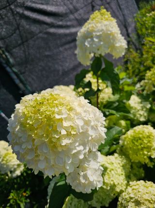 마로니에농원님의 자유주제 · 자유게시판 작성글 사진