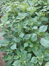 팜모닝 자유주제·자유게시판 게시글 이미지