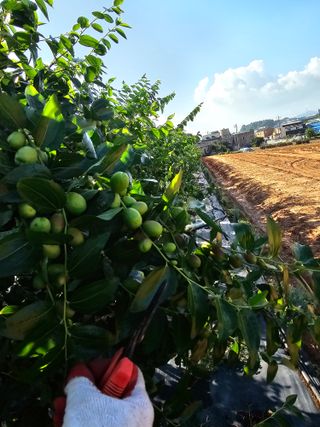 망운천지향토농원님의 자유주제 · 자유게시판 작성글 사진