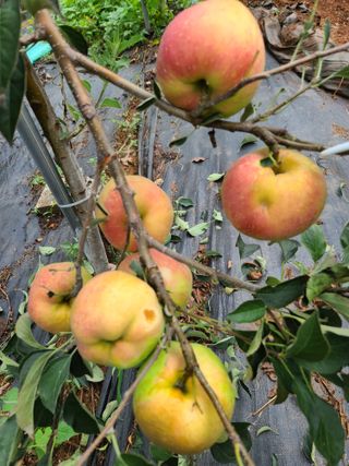 은혜농원(사과농사)님의 자유주제 · 자유게시판 작성글 사진