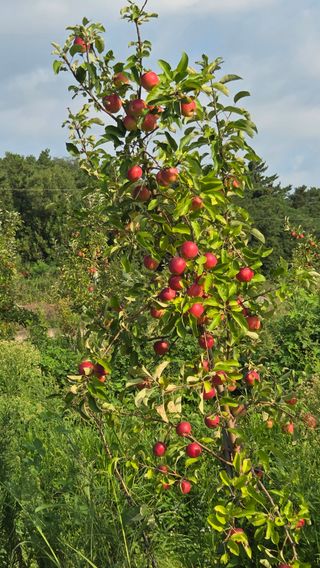 복주농장님의 자유주제 · 자유게시판 작성글 사진